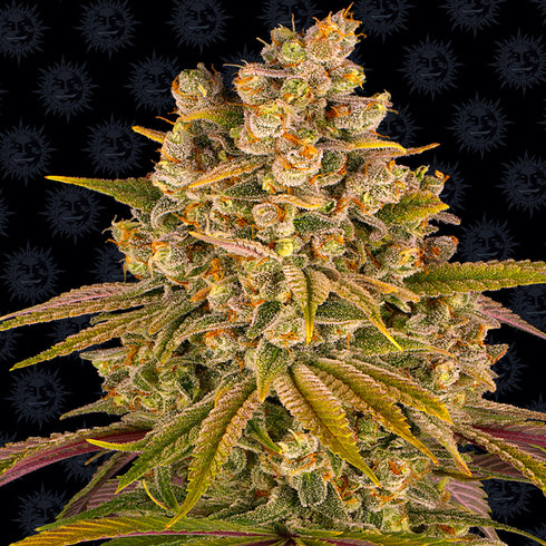 Barney's Farm Seeds - Lemon Tree