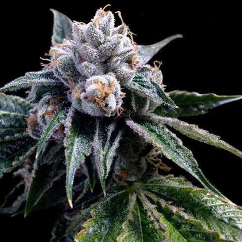 DNA Genetics - Lemon Walker (GYO Collection)