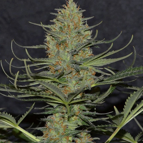 Dr Krippling Seeds - Dizzy Lights Auto