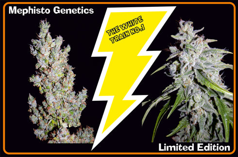 Mephisto Genetics - The White Train Auto