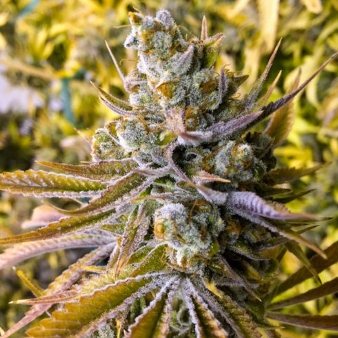 Little Chef Collabs - Tangie Ghost Train