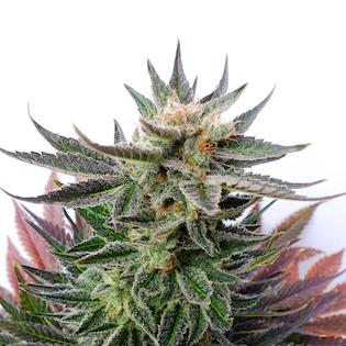 Kannabia Seeds - LOL