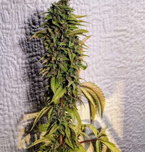 Holy Smoke Seeds - London OG