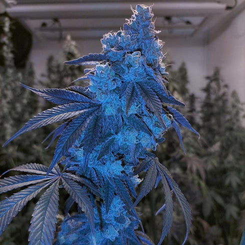 Grounded Genetics - London Pound Mints x Jealousy