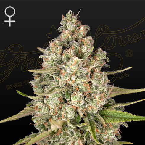 Greenhouse Seed Co. - Lost Pearl