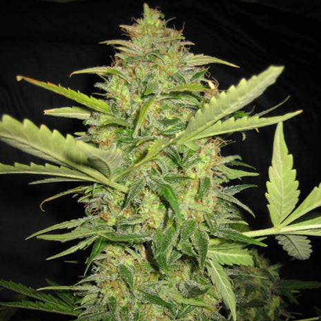 Lowlife - Lemon Skunk Auto