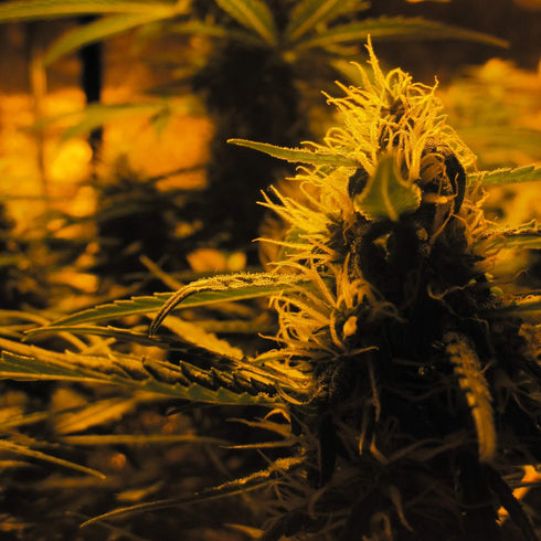 Doctor's Choice - Lowryder #2 Auto