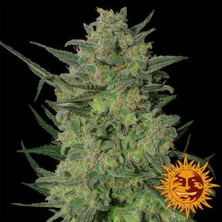 Barney's Farm Seeds - LSD