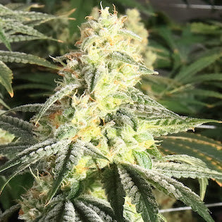 Elev8 Seeds - LSD (circa 1963)