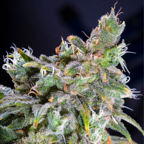 Paradise Seeds - Magic Bud