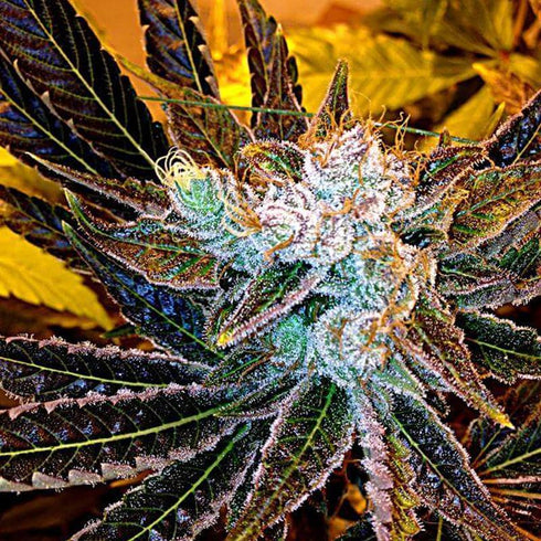 Delta 9 Labs - Magnum Platinum Haze