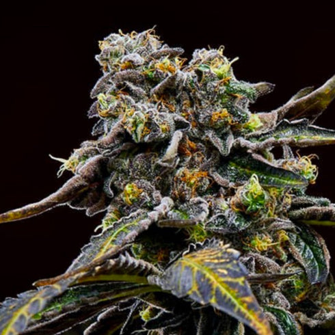 Masonrie - Blueberry Freeze