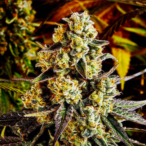 Masonrie - Cherry Louis