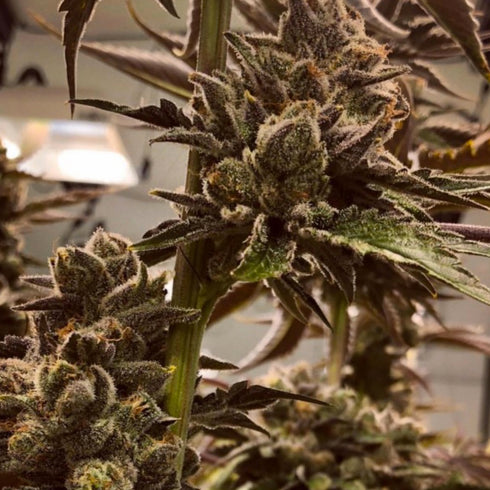 Masonrie - Lit in Las Vegas