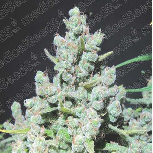 Medical Seeds - Malakoff