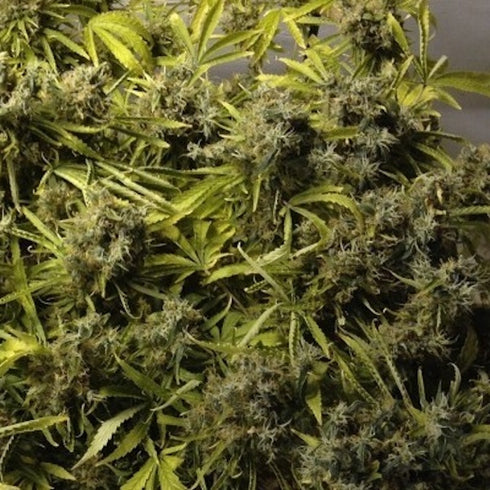 Seedsman - Mama Thai