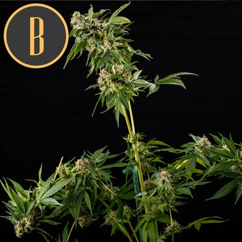 BlimBurn Seeds - Mamba Negra Fast