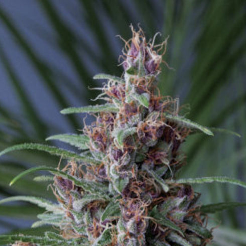 Mandala Seeds - Mandala #1