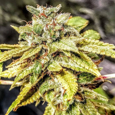 Holy Smoke Seeds - Mandarin Cookie Sherbet