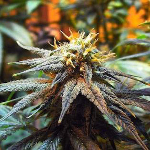 Nirvana Seeds - Mango Skunk