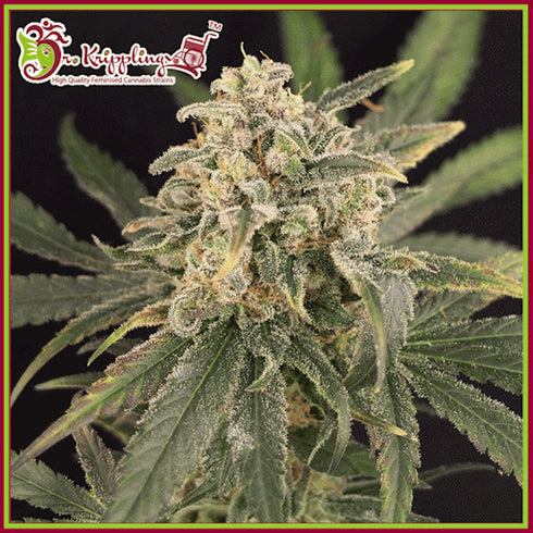 Dr Krippling Seeds - Mango Mist Shake