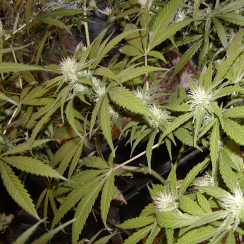 Mr Nice Seedbank - Mango x Widow