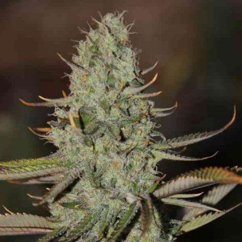 Subcool Seeds/TGA Genetics - Marionberry Kush