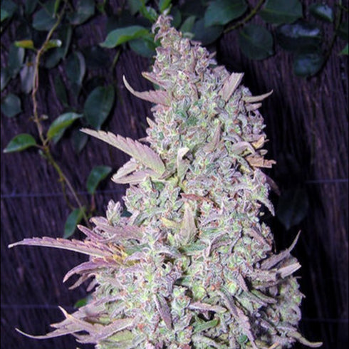 Female Seeds - Maroc