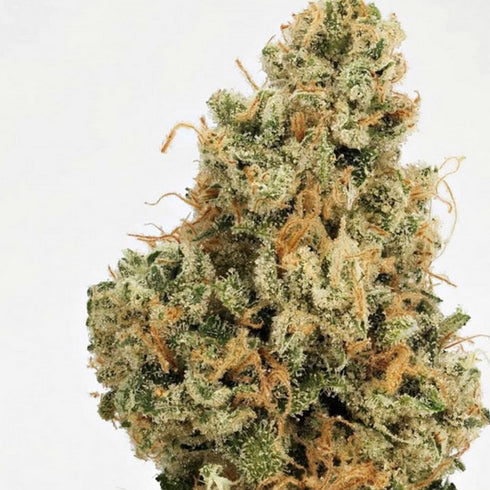 Massive Creations - 4 Kings