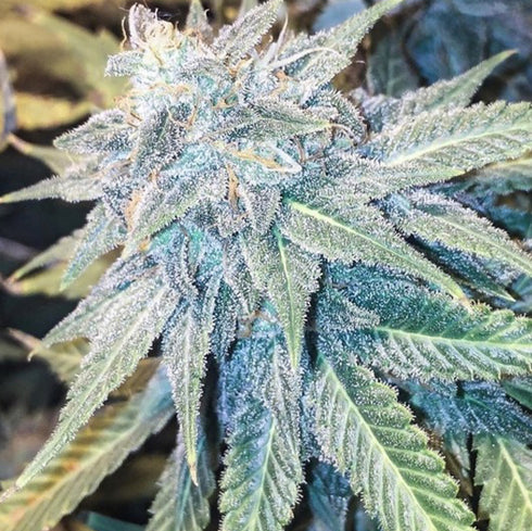 Massive Creations - Blue Z Burger