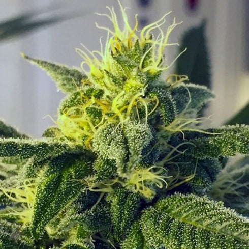 Massive Creations - Dos Santos