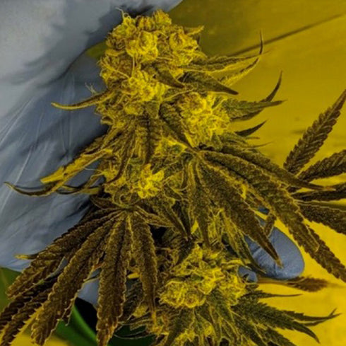 Massive Creations - God Lemon