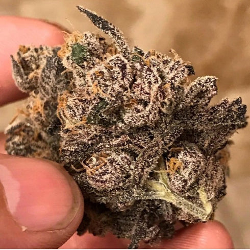 Massive Creations - Muffin Limburger