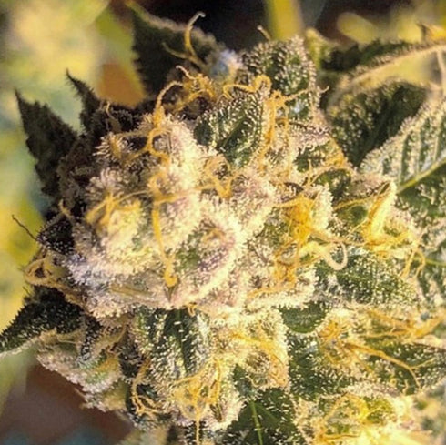 Massive Creations - OZ#6