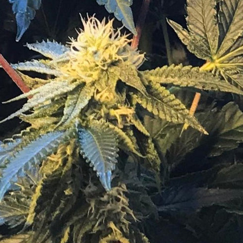 Massive Creations - Shiloh Z