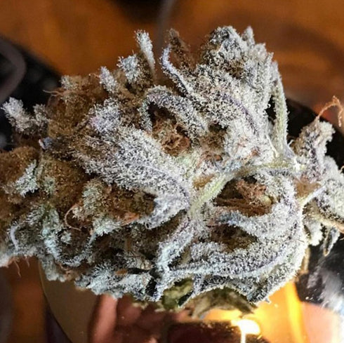 Massive Creations - Zorro