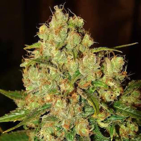Nirvana Seeds - Master Kush