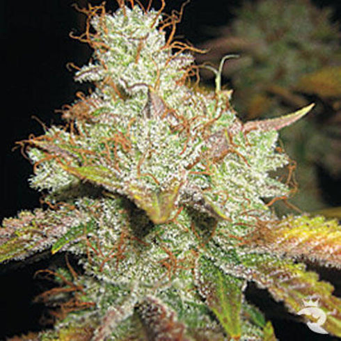 Spliff Seeds - Master Kush