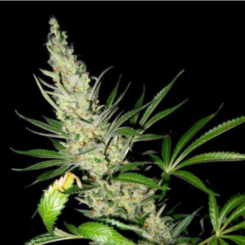 Mr Nice Seedbank - Master Kush x Skunk