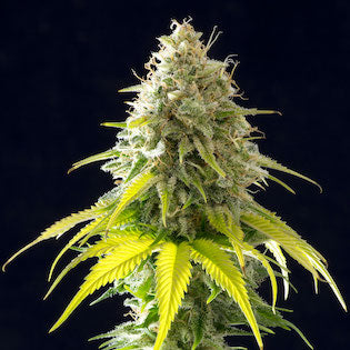 Kannabia Seeds - Mataro Blue