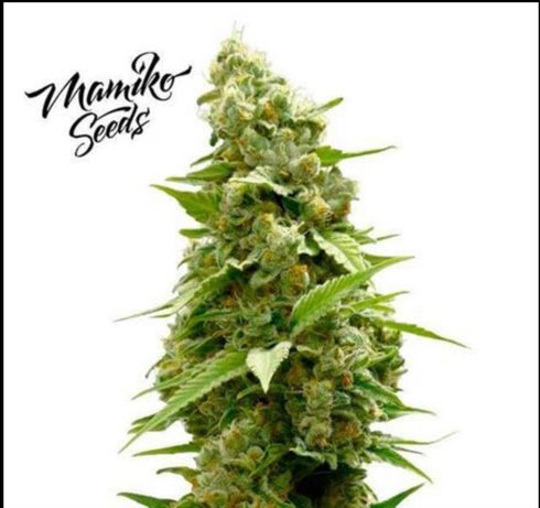 Mamiko Seeds - Matriarch OG