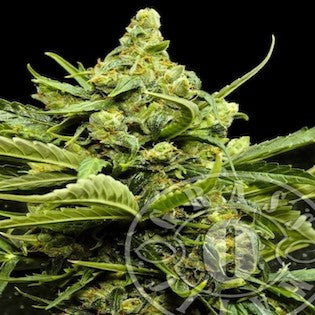 Grass-O-Matic Seeds - Maxi GOM Auto