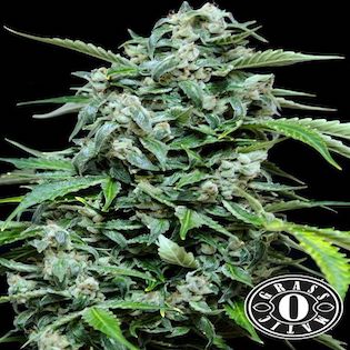 Grass-O-Matic Seeds - Maxi Haze Auto