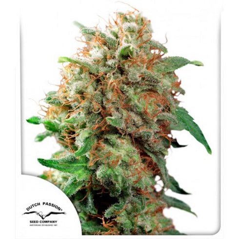 Dutch Passion - Mazar