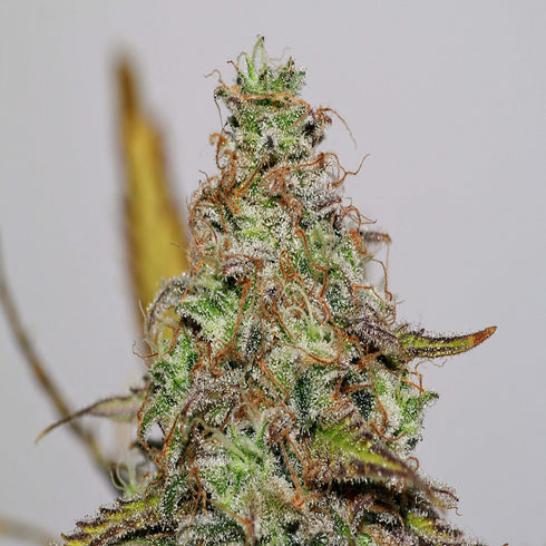Seedsman - Mazari Auto