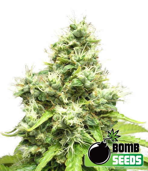 Bomb Seeds - Medi Bomb #1