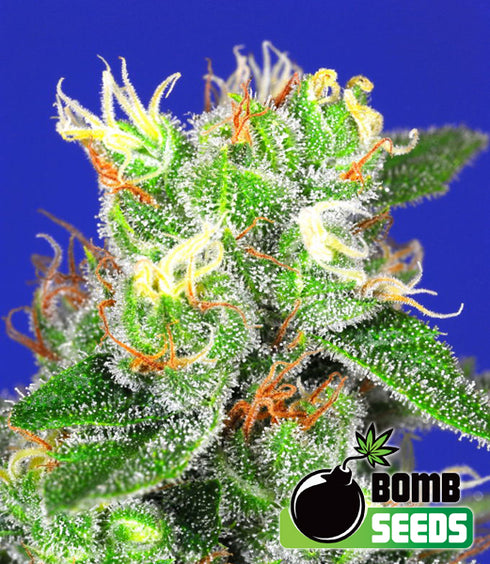 Bomb Seeds - Medi Bomb #2
