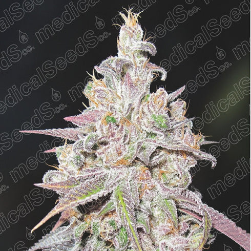 Medical Seeds - Mendocino Chanel Kush