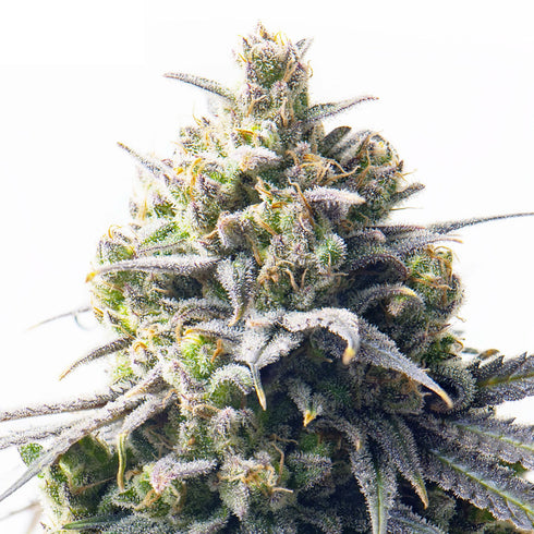 Yieldmonger Seeds - MegaBucks Auto