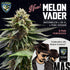 T.H. Seeds - Melon Vader